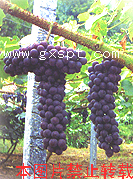 高山葡萄 点击看大图