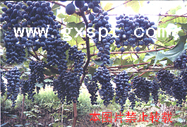 高山葡萄(紫秋葡萄) 点击看大图