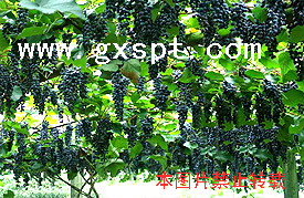 高山葡萄(紫秋葡萄) 点击看大图