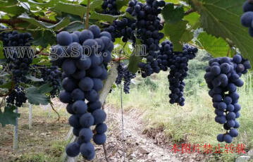 �������ͼ