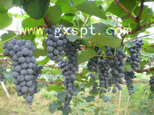 �������ͼ