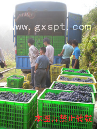 �������ͼ