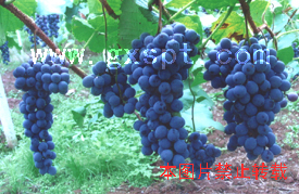 �������ͼ