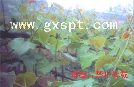 �������ͼ