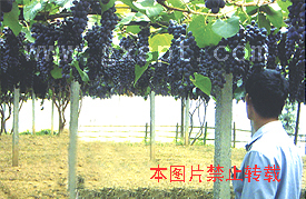 �������ͼ