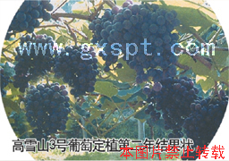 �������ͼ