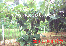 紫秋葡萄 点击看大图