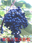 �������ͼ