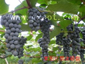 �������ͼ