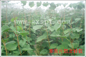 ��ɽ������ľ