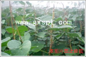 ��ɽ������ľ