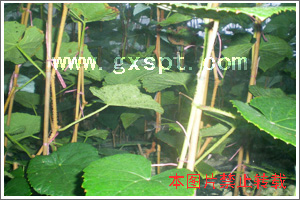 ��ɽ������ľ