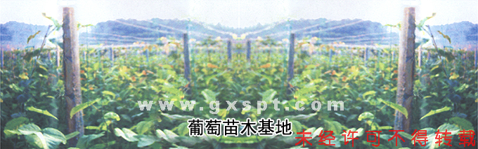 ��ɽ������ľ����